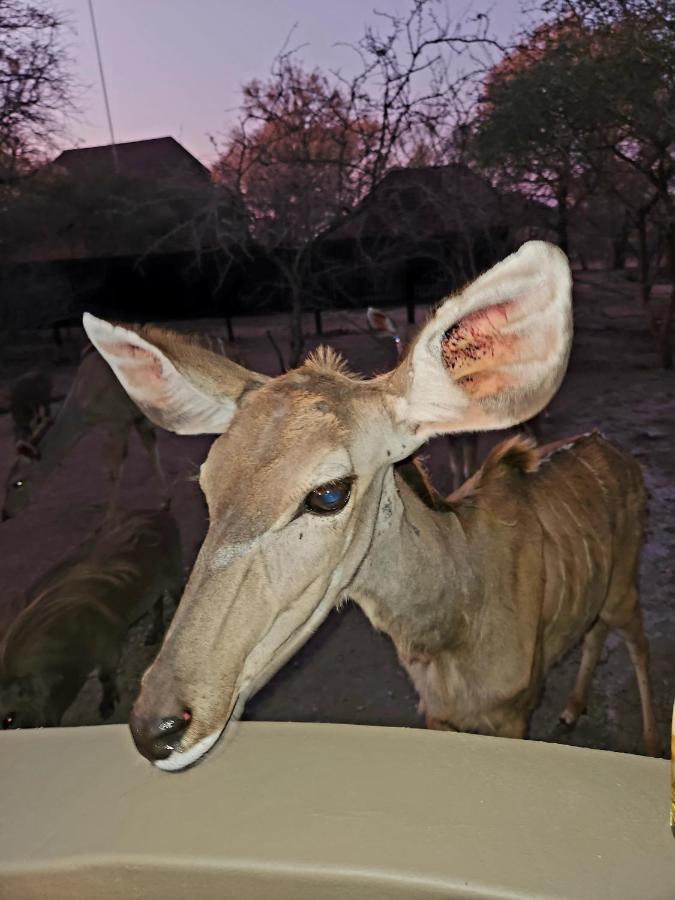 Kudus Crest Bush Retreat Apartment Марлот Парк Екстериор снимка